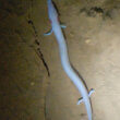 Olm