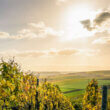 Over 130 grape varieties in Croatia