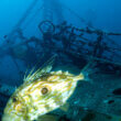 Fortunal wreck