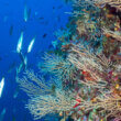 Beneath the surface of the water, aquatic life