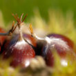 Croatia: autumn and chestnuts