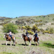 Croatia, a land of horses