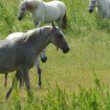 Lipizzan horses