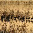 Birds at Kopacki Rit