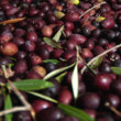 Croatian black olives