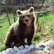 Bears in Croatia
